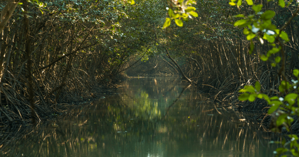 Maximizing Charcoal Efficiency With Best Practices 5 Sustainable charcoal sourcing