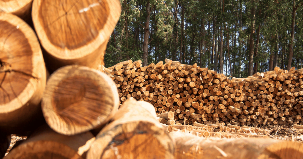 High quality eucalyptus charcoal supplier 1