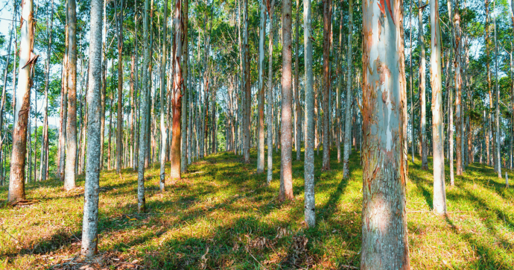 High quality eucalyptus charcoal supplier 3